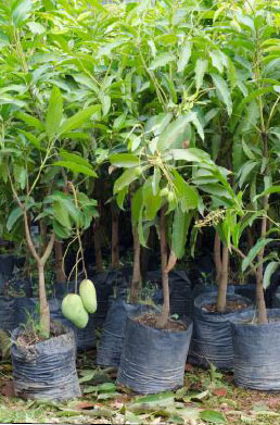 Young mango saplings