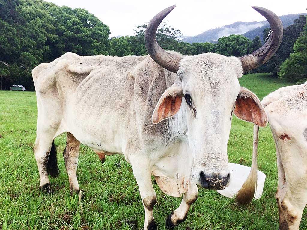 Originally owned by Venugopal dasa on his personal farm, Ragu then moved to New Govardhana and was always a proud and strong bullock with a big personality. Ragu departed his body on 30 June from old age. Thank you for your service, Ragu.