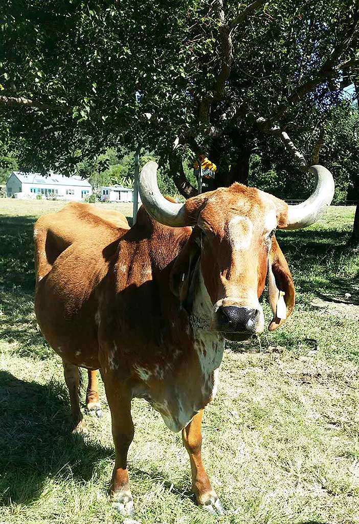 Vallabhi, our new cow.